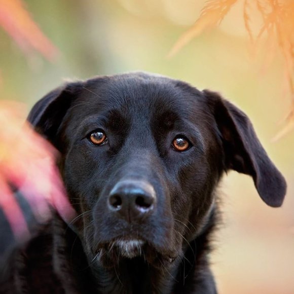 Meet your Posher, muttmomma - Picture 2 of 8